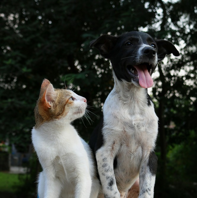 a stray cat and a dog